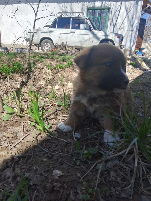 Күшіктер, щеноки