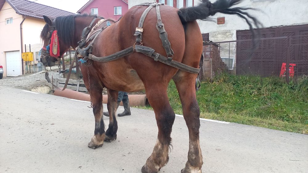 Cal tracțiune 7 ani cu caruta plug etc..