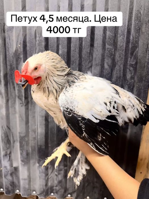 Продам молодых петухов
