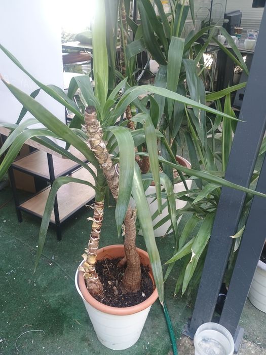 Plantă ornamentală Yukka - 1,6 m