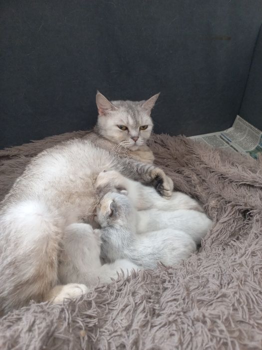 Котята скотиш страйт