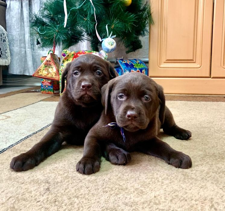 Щенки лабрадора ретривера