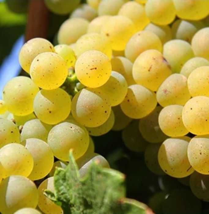 Vand struguri de vin
