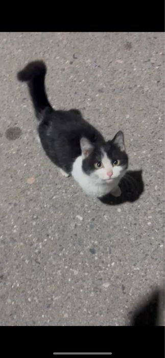 отдам в добрые руки кот мальчик