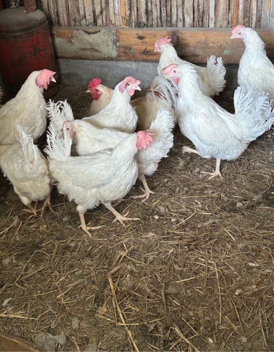 Куры несушки в продажу