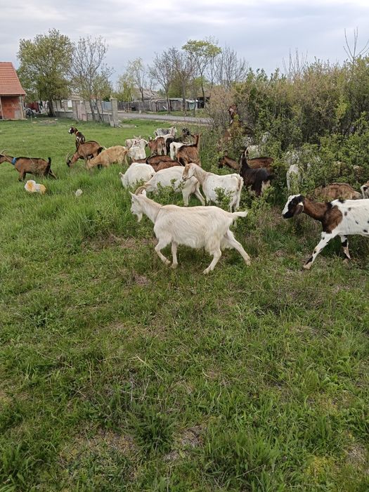 Vind capre și iedute