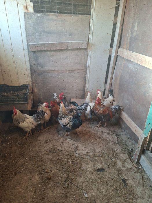 Әтеш (Петух) сатылады