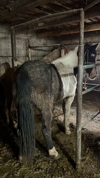 Семиз 5 жасар кысыр бармак казысымен бие сатылады