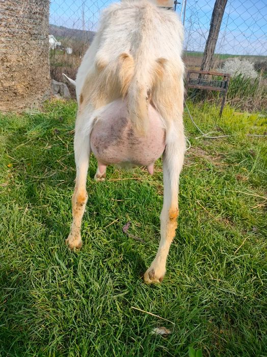 Vând patru ieduțe Saanen