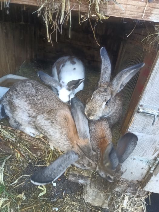 Vând /schimb iepuri 40 lei