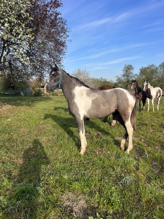 Vand iepe si armasari manji 1-2 ani , American painthorse
