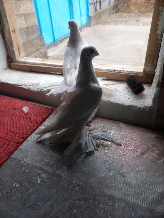 Голуби игровые тасманы