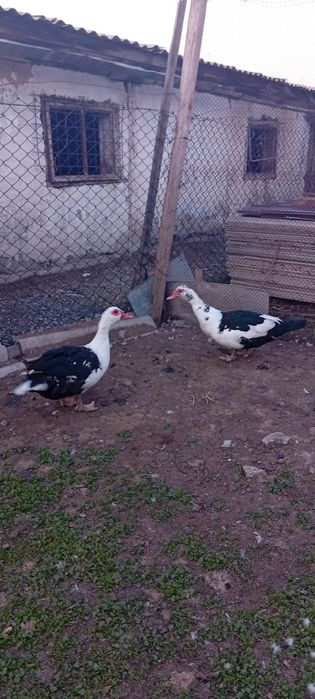 Селезни продам .