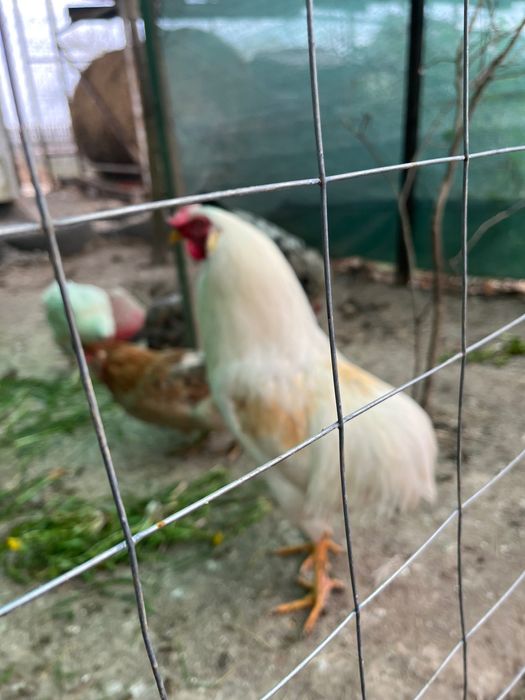 CocoșI de vânzare