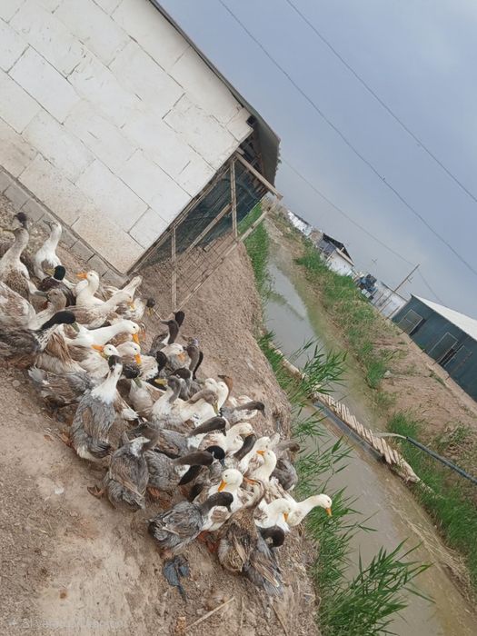 Урдак сотилади эркак ургочи аралаш