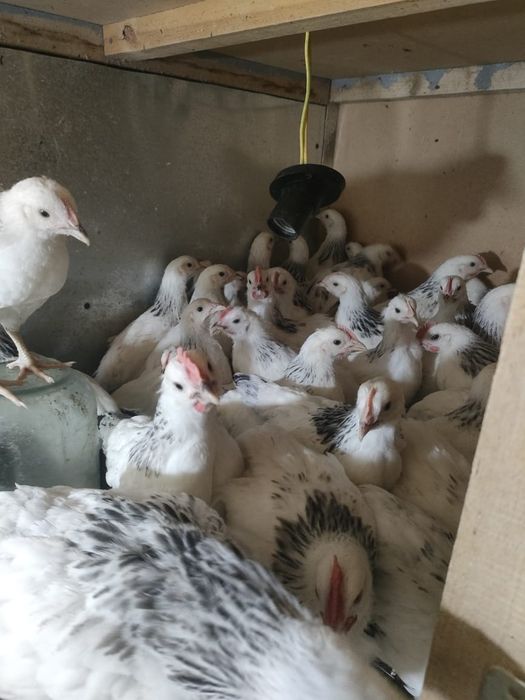 1,5 месячные цыплята Адлер