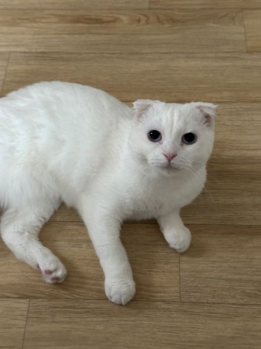 Ищем добрые руки для нашего кота!