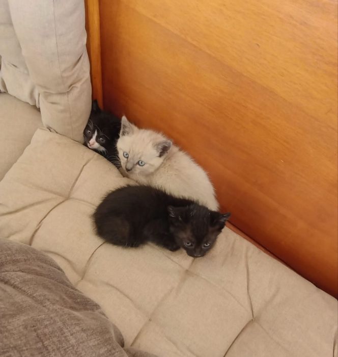 Donez pui de pisică ,Aștept să mă suni !!! Mulțumesc!