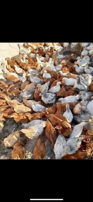 Vand pui de carne si rasa mixta