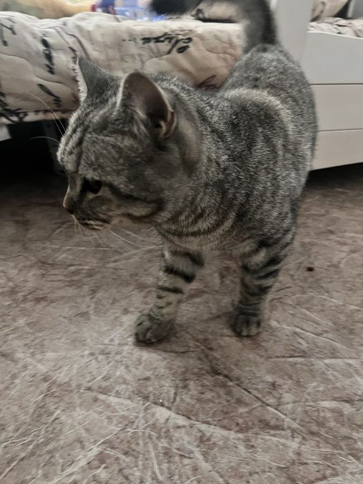 Кот шотландский вислоухий