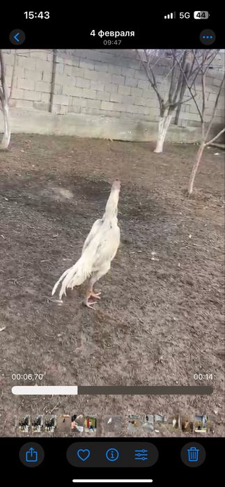 Белый Шамо Карец