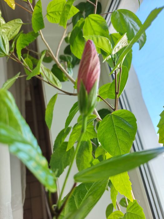 Продам цветок гибискус
