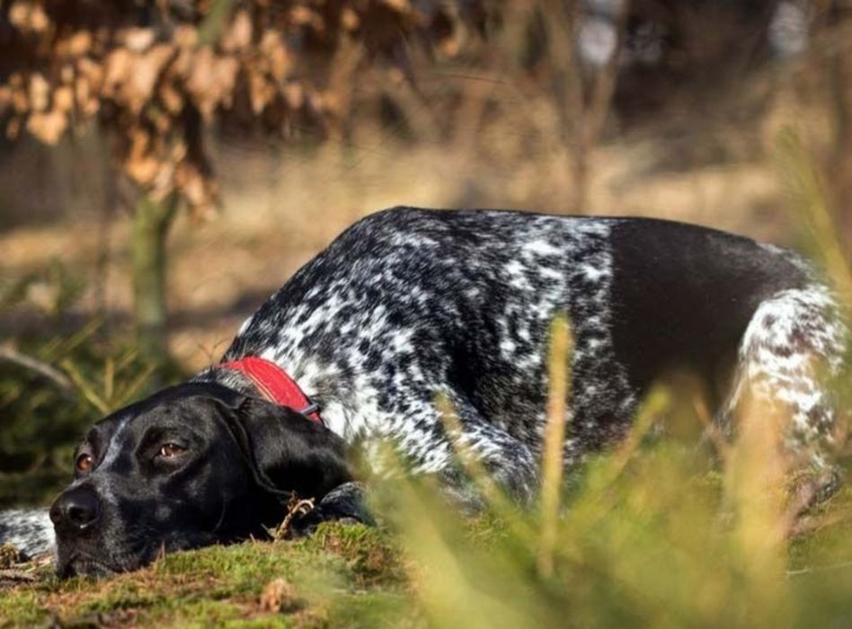 Бронь щенков породы курцхаар