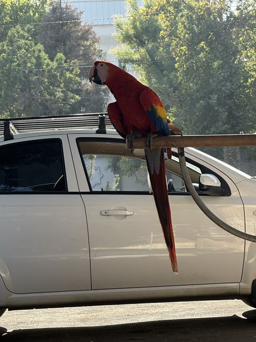 toti qushlar .xarxil turdagi qushlar   Jaku.Kakadu Ara