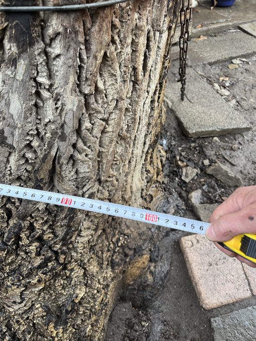 Продам дерево грецкого ореха