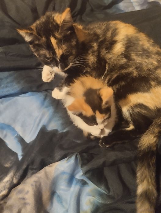 Отдам котенка, девочка