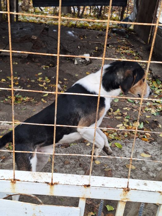 Гончие рабочие..