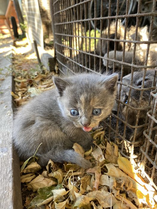 Отдаю котят бесплатно