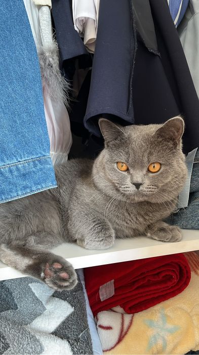 Отдам даром британского кота