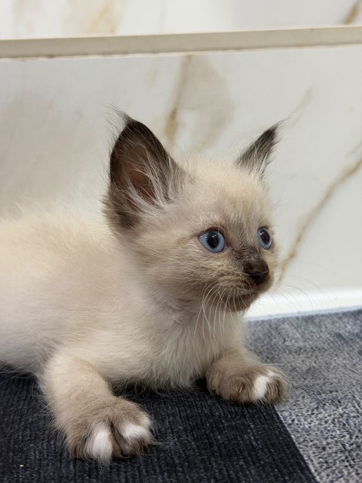 Отдаем котят в добрые руки
