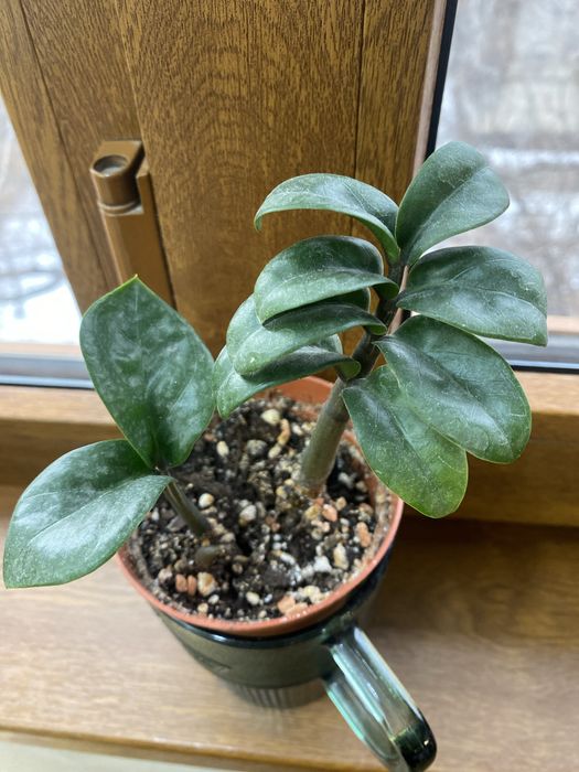 Растения комнатные