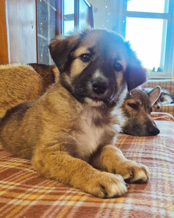 Малыши в добрые руки