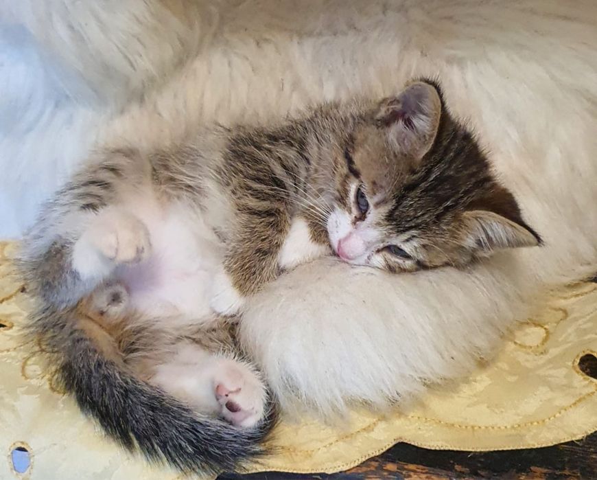 Котята в хорошие руки
