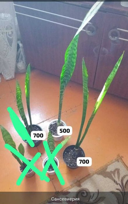 Суккуленты разные,укореняшки,срезы..