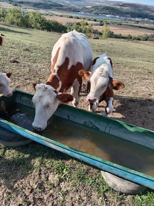 De vânzare lot de 5 bucati