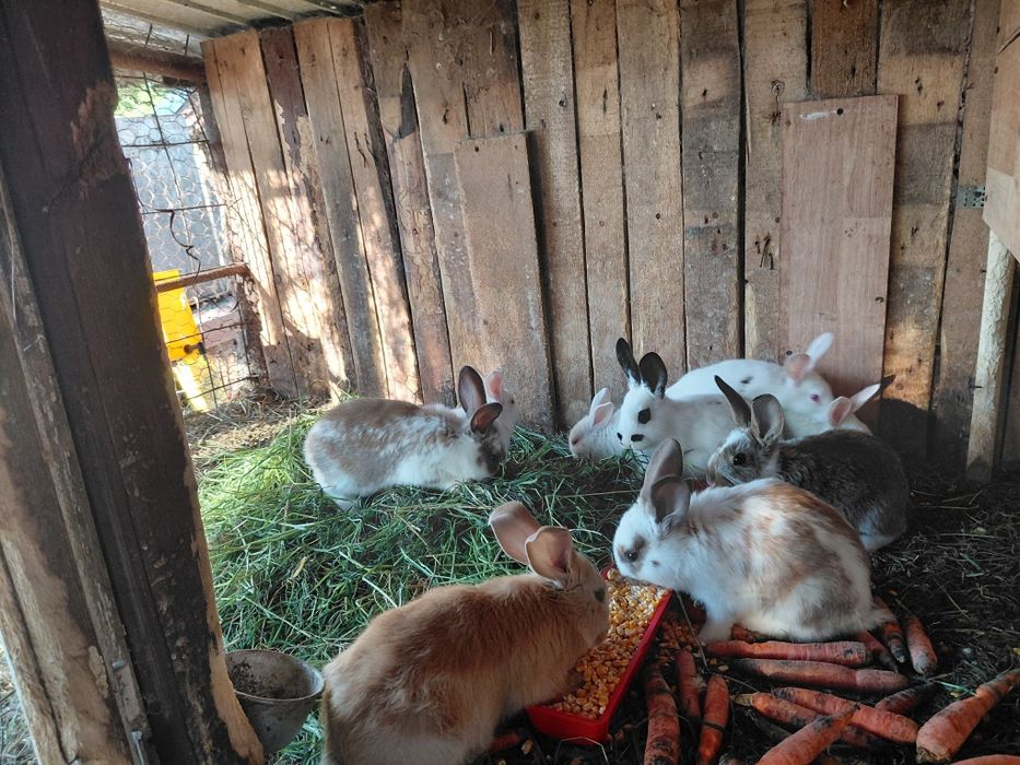 Vând iepurașii  micii