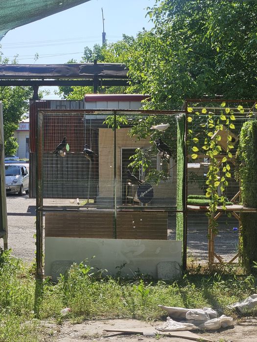Kabutarlar sotiladi