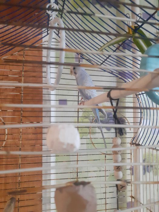 Волнистый попугай с клеткой