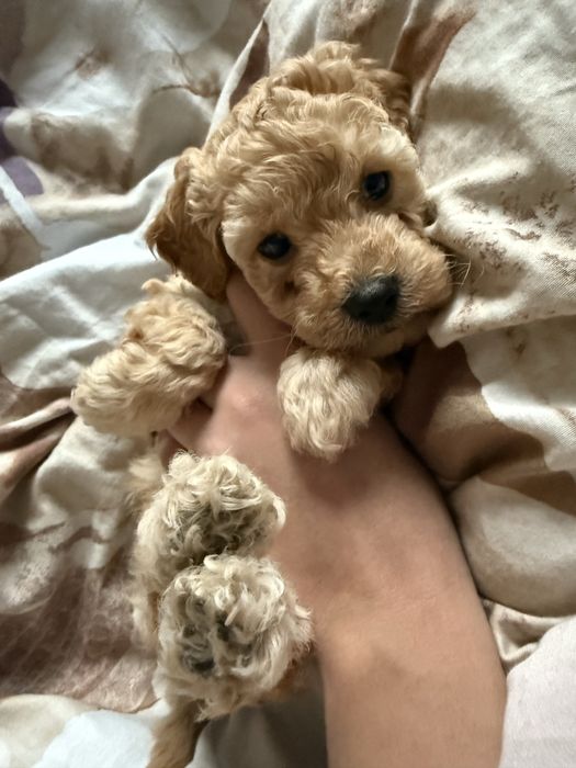 Мини Пудели - момче и момиче