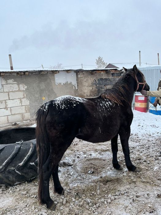 Продам кобылу обученую