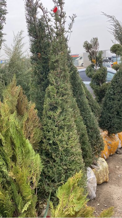 Тал егу  тал сату барлық гүлдер бар