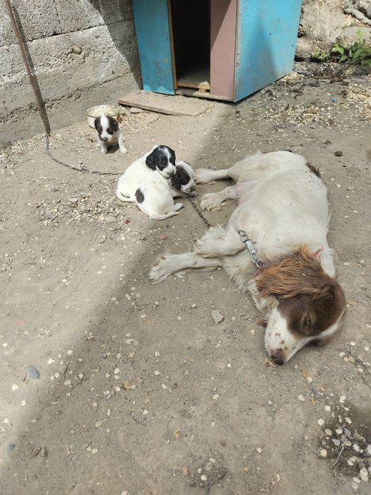 Продам щенков спаниеля