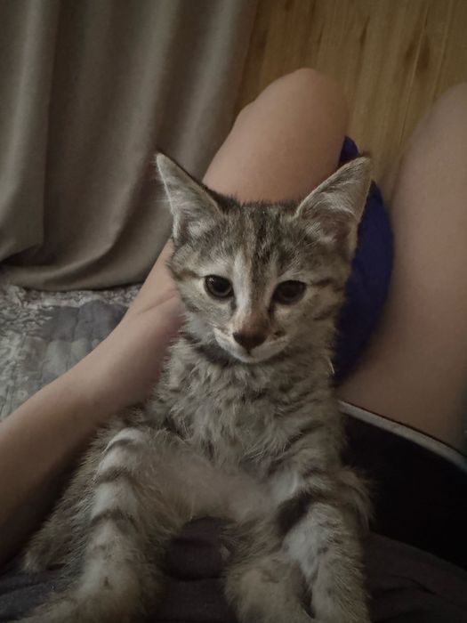 Котята в добрые руки!!!