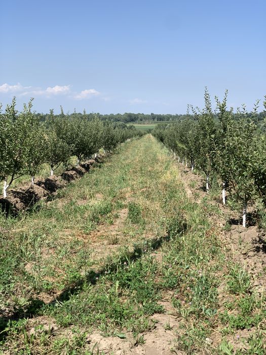 Сад яблоки  1.5Га