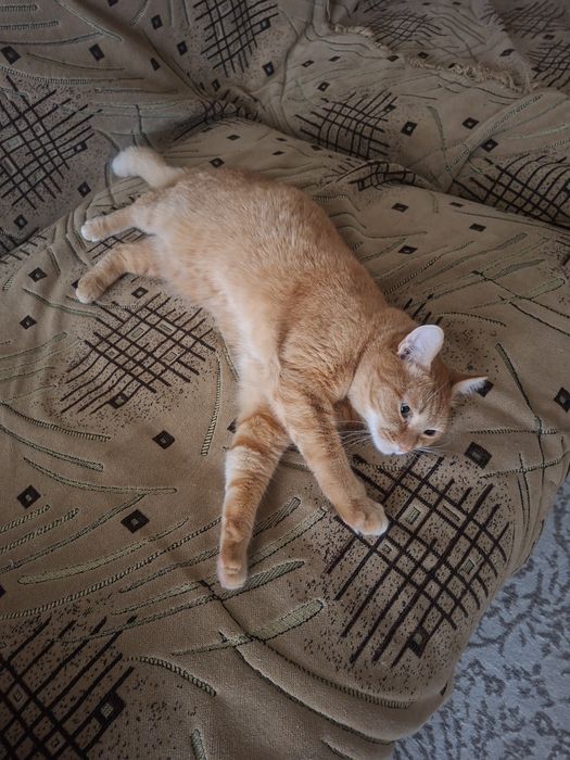Кошка в добрые руки
