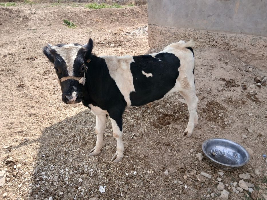 Таналар, Телята ,